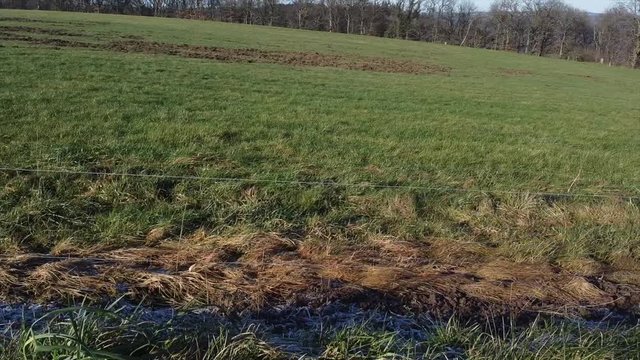 Von Wildschweinen umgegrabene Wiese, Wildschaden