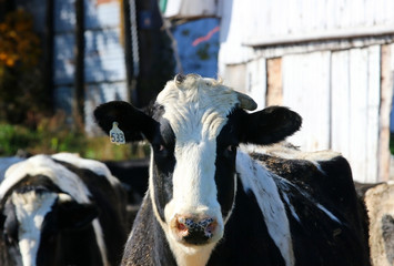 Meat and dairy industry background. Close up portrait of curious black and white cow in sunlight. Midwest of USA farming and small business concept. Wisconsin, Madison area. - obrazy, fototapety, plakaty