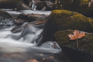 Blatt auf Stein im Wasser