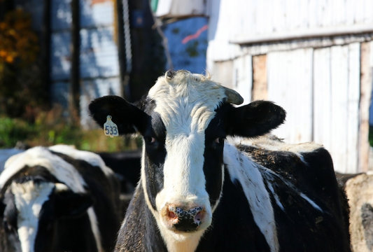Meat and dairy industry background. Close up portrait of curious black and white cow in sunlight. Midwest of USA farming and small business concept. Wisconsin, Madison area.