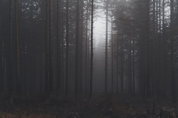 Naklejka premium mystischer Wald im Nebel