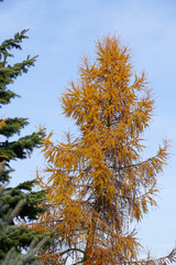 Obraz premium larch and spruce in autumn