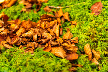 Autumn leaves over the moss in Irati Forest National Park