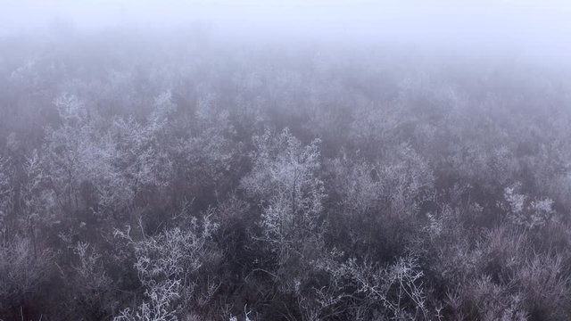 Aerial drone flight over winter foggy forest , Odessa, Ukraine, 4k