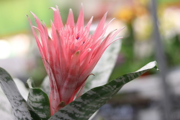 pink flower aechmea fasciata close up