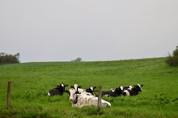 Group of cows lying on the grass and being lazy