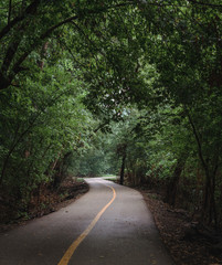 Fototapeta premium Walking Path in The Forest