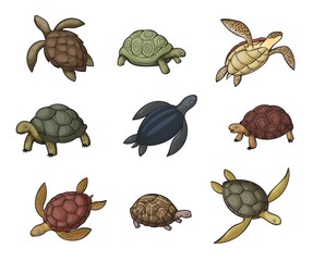 Fototapeta premium Sea turtle animal, tortoise and terrapin icons