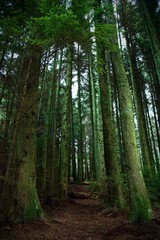 path in the forest scotland landscapes