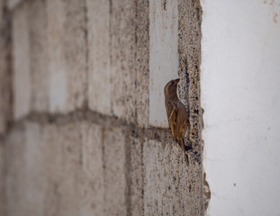 passer domesticus preparing its nest in a building