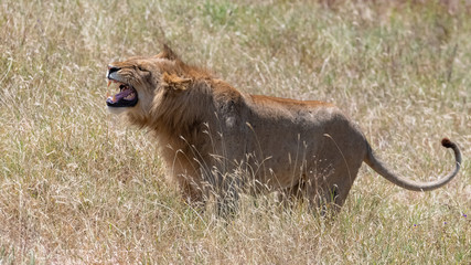 Obraz premium A young lion roaring in the savannah, in the Serengeti reserve in Tanzania 
