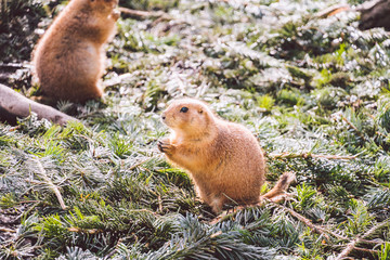 Closeup of an alpine marmot eating. Adult Brown Alpine Marmot Close Up. Marmota Marmota. alpine marmot and eats with the paws. Many squirrel rodents eat food