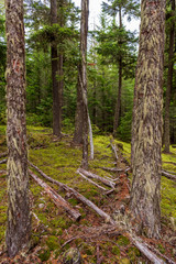 View at Trail in Park in Vancouver, Canada.