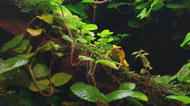 Golden Poison Frog (Phyllobates terribilis), golden poison frog, also known as the golden frog, golden poison arrow frog, or golden dart frog endemic to the Pacific coast of Colombia