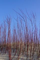 A shrubs of red and white willows at the baltic sea shore