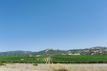 Scenic view of a vineyard in the hilly California countryside