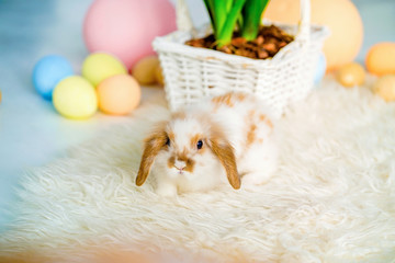 Easter rabbit photo in studio. Fanny bunny. Shallow DOF.