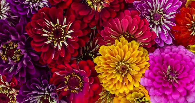 Blooming flowers vibrant time lapse background