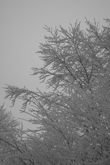 Fototapeta na wymiar fairytale image in a frozen forest