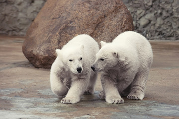 Obraz na płótnie Canvas Two little polar bears