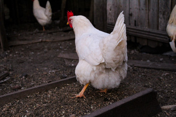  photo of a large chicken. it has white feathers. there is a red crest on his head. a bird is grazing in the courtyard of a rural house. the time of year is summer.