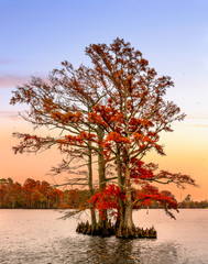 Bald Cypress in Autumn
