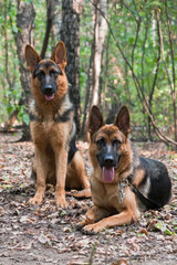 Two german shepherd dogs in the forest