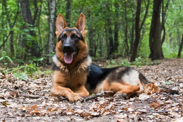 Dog breed German shepherd lying in the forest