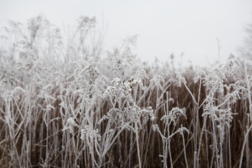 Branches of grass covered with ice and snow in a foggy morning forest