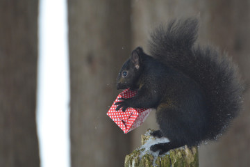 Black Squirrel with Valentines Day gift box