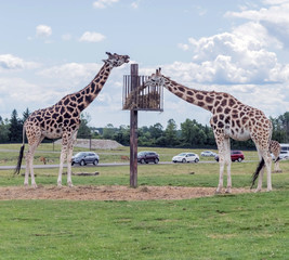 Wild Animal Giraffe in Hamilton Lion Safari in Ontario Canada