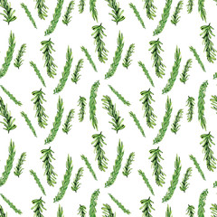 Watercolor seamless patern with rosemary isolated on a white background. Rosemary patern is suitable for culinary printing, menus, herbal designs, fabrics, wallpapers.