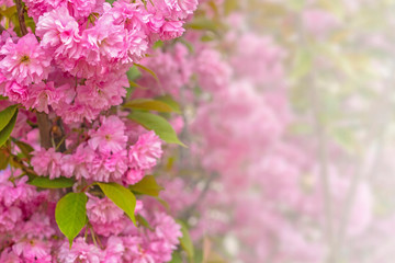 Sakura blossom. Pink japanese cherry bloom flowers on blurred spring background