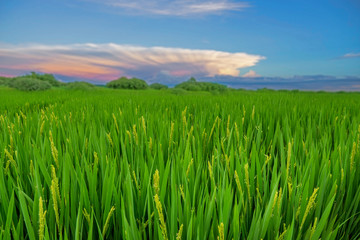 Green rice field. Plants with blooms in China