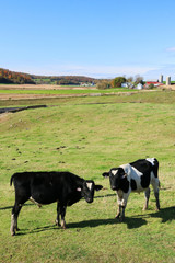 Meat and dairy industry background. Black and white bulls on a grass field and a farming building in a background. Midwest USA farming and small business concept. American Dairyland, Wisconsin.