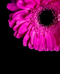 bright and vivid Gerbera daisy 