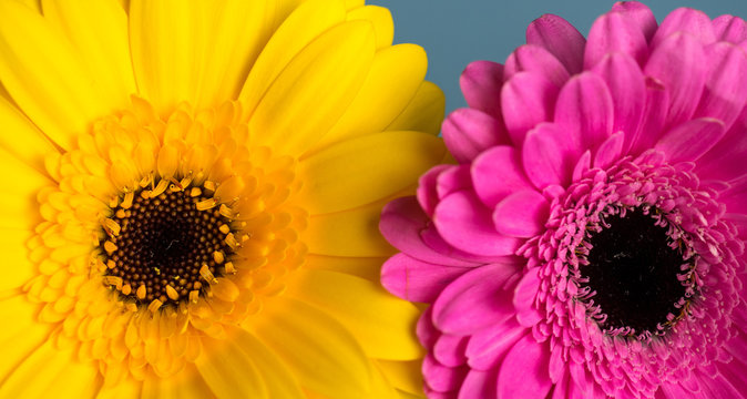 bright and vivid Gerbera daisy 