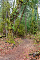 View at Trail in Park in Vancouver, Canada.