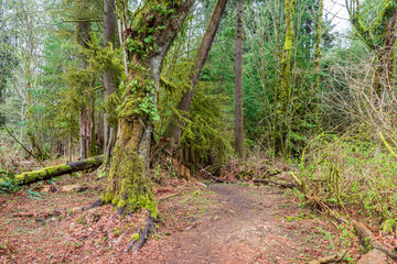 View at Trail in Park in Vancouver, Canada.