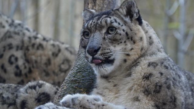 Snow leopard (Panthera uncia) licking fur hygiene maintenance