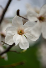 Fototapeta premium Nice white magnolia tree flowers spring sunny day nature awakening
