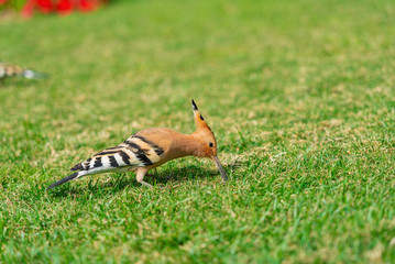 Eurasian hoopoe Upupa epops feeding on a green lawn in Egypt. Beautiful small bird sidewards in soft focus.