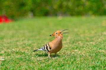 Eurasian hoopoe Upupa epops with open beak feeding on a green lawn in Egypt. Beautiful small bird facong camera in soft focus.