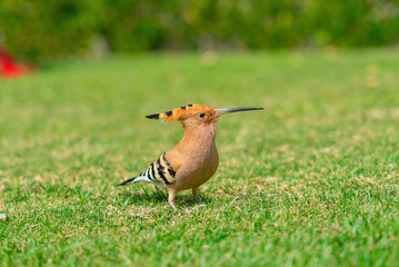 Eurasian hoopoe Upupa epops feeding on a green lawn in Egypt. Beautiful small bird facong camera in...