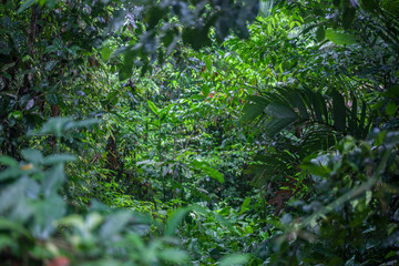 Background of tropical green leaves