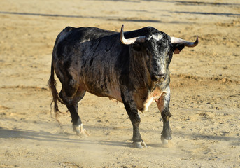 toro español con grandes cuernos en una plaza de toros