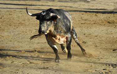 powerfull bull in spain