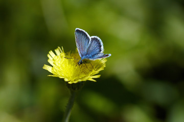 Small blue butterfly is on the yellow flower