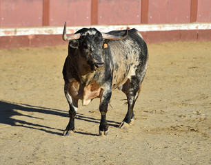 powerfull bull in spain