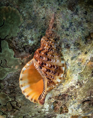 Triton's Trumpet sitting atop a rock